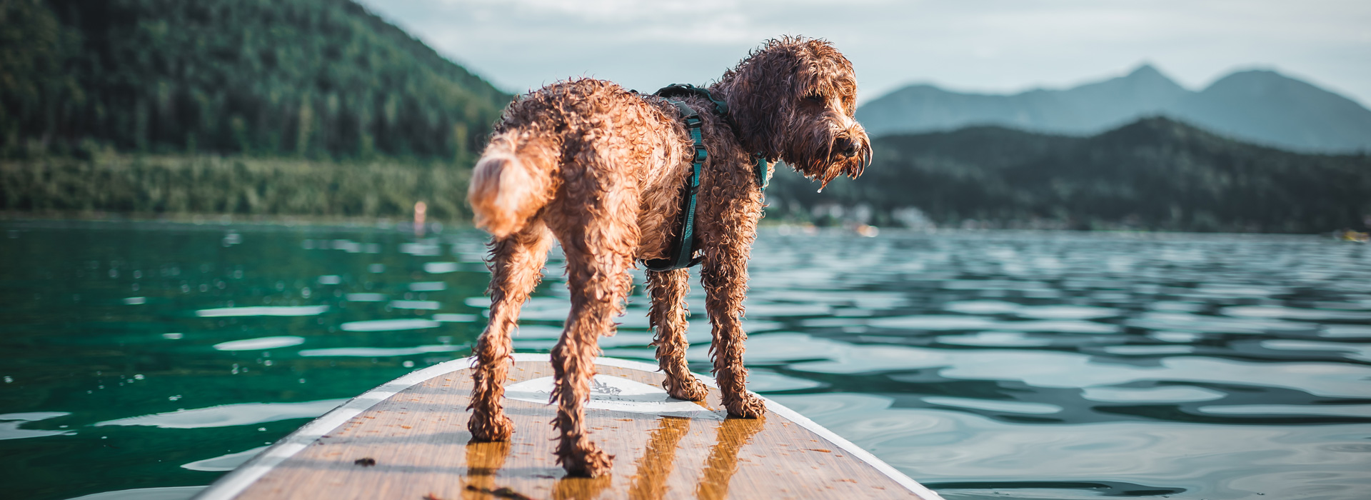 Badeurlaub mit dem Vierbeiner in luxuriösen Seehotels